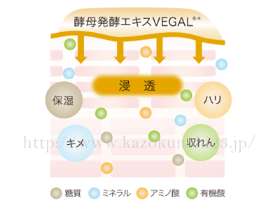 植物由来の酵母発酵エキスVEGAL(ベガル)の成分説明。