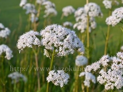 高山に生息するピンピネラの花。