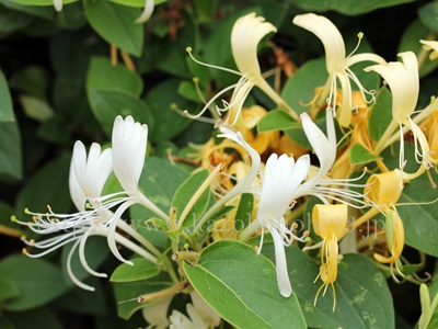 スイカズラエキスはスイカズラからとったエキスのこと。画像はスイカズラの花。