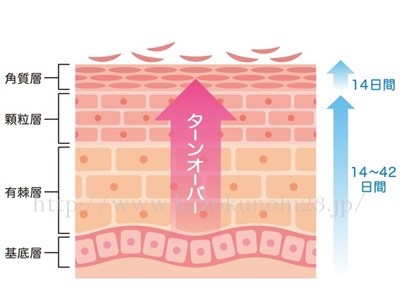 エイジング成分として優秀なレチノールのターンオーバー促進作用をイラストで紹介中。