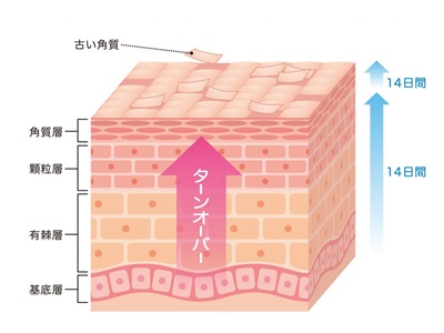 ターンオーバーの仕組みを写真つきで口コミ報告します。