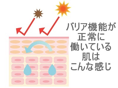 いつものケアにプラスするだけ！ブースター化粧品の効果と失敗しない選び方、バリア機能がきちんと働いている肌はこんな風に、水分蒸発や外部からの刺激を受けにくくなっています。