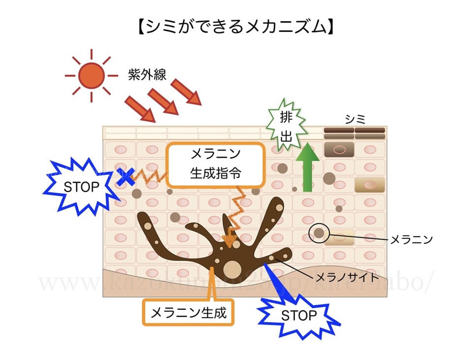 シミのメカニズム