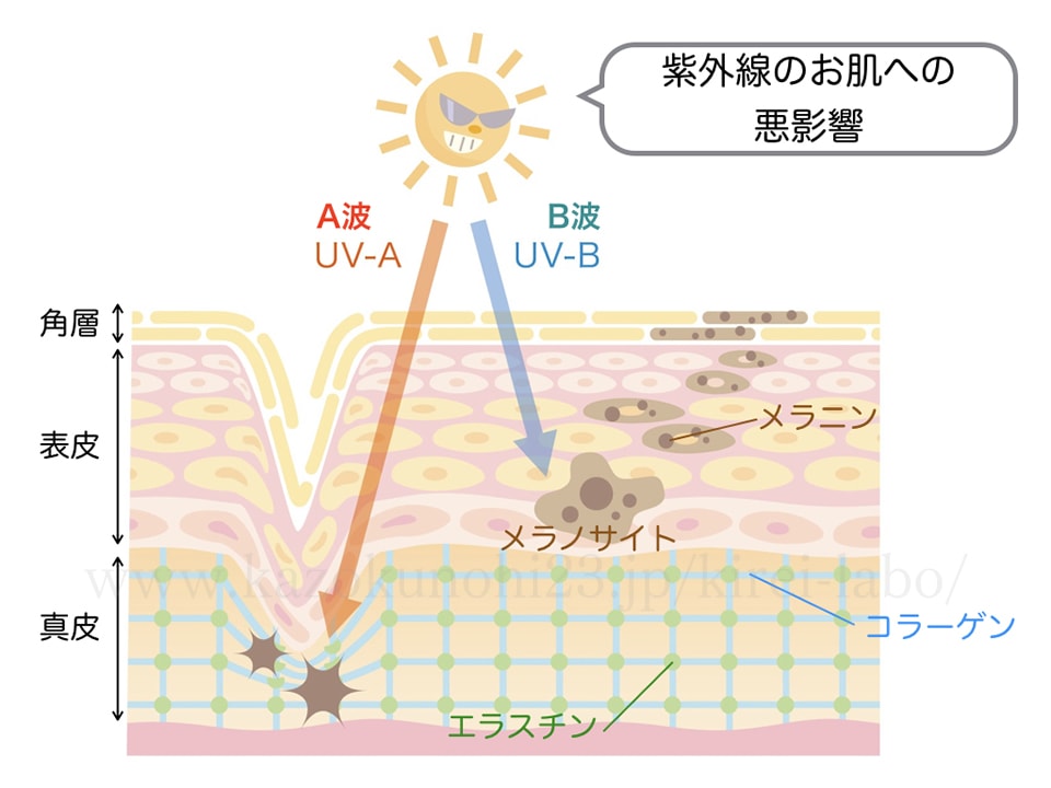 紫外線ダメージ