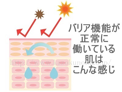 バリア機能の低下が乾燥を招く。イラストはバリア機能が正常な肌の様子。