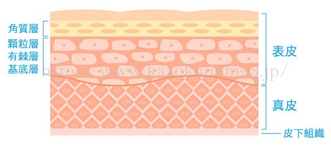 肌の断面図