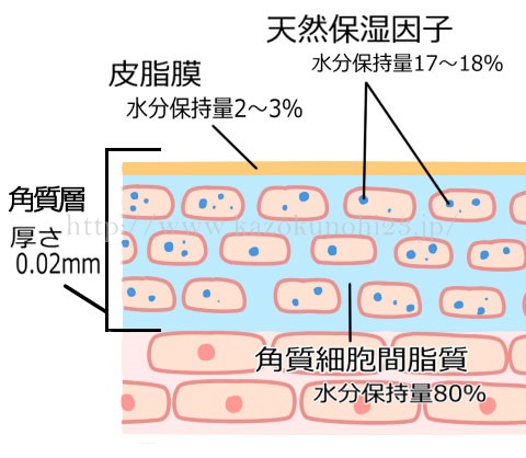 「皮脂膜」、「天然保湿因子（NMF）」、「細胞間脂質」という3つの成分。これらは「3大保湿因子」と呼ばれるほど、保湿にとって大切な働きをしています。