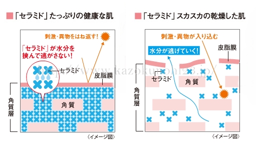 最強の保水力を持つ保湿成分「セラミド」