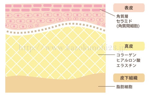 ヒアルロン酸やコラーゲンは肌の奥の「真皮」という層に存在し、肌の潤いやハリを保っています。一方セラミドは、肌表面の角質層に存在し、肌の保湿やバリア機能を保持。