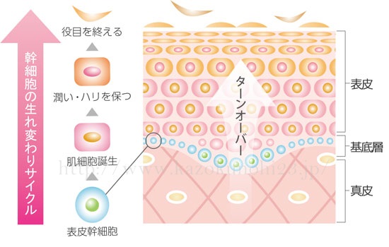 人の肌は約28日周期でターンオーバー（新陳代謝）を繰り返しています。