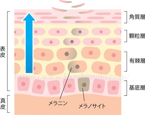 ターンオーバーを促進してメラニンを排出