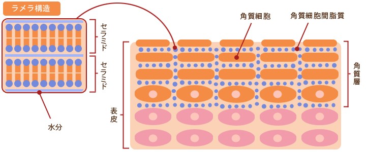 3大保湿因子が整った角質層内は、角質細胞がブロックのようにキレイに重なり合い、その隙間を「細胞間脂質」が埋め尽くしています。