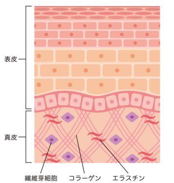 真皮のコラーゲン、エラスチン、ヒアルロン酸など、肌のハリや弾力を保つ成分は線維芽細胞から生み出されています