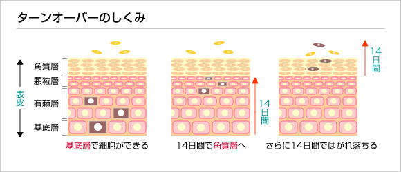 健康な肌は一定の周期でターンオーバー（新陳代謝）を繰り返しています。