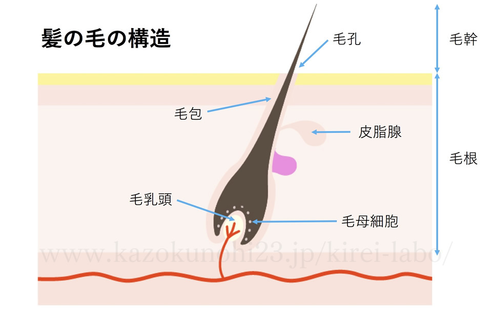 髪の毛の構造