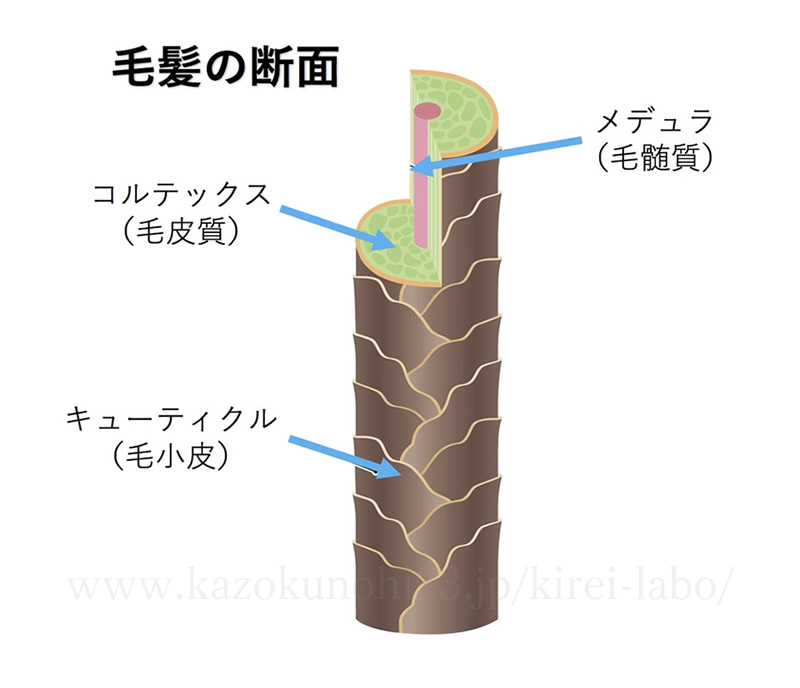 毛髪の断面