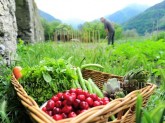 オーガニック記事の紹介として、畑でオーガニック食物を育てる農夫の様子を撮影した画像を添付しました。