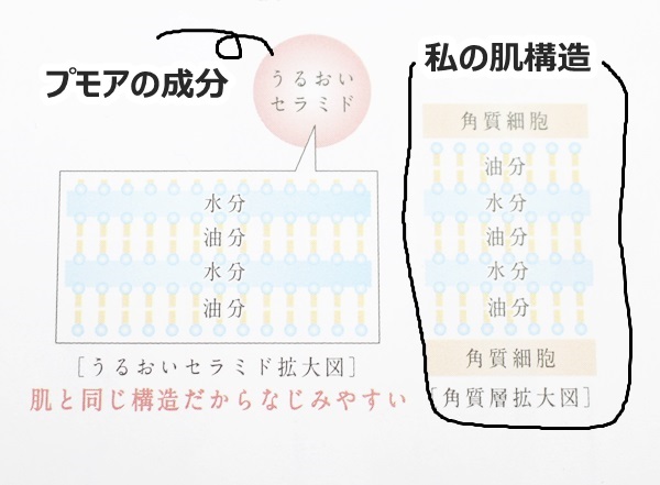 プモアクリームの肌なじみの良さはラメラ構造が整っていることによるみたい。