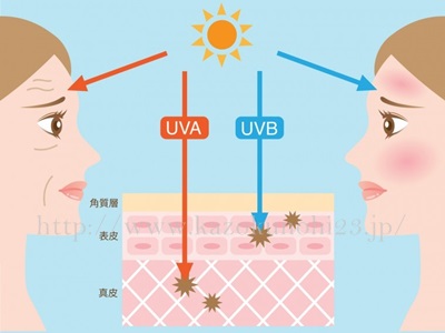 紫外線のUVA波・UVB波について詳しく説明します。