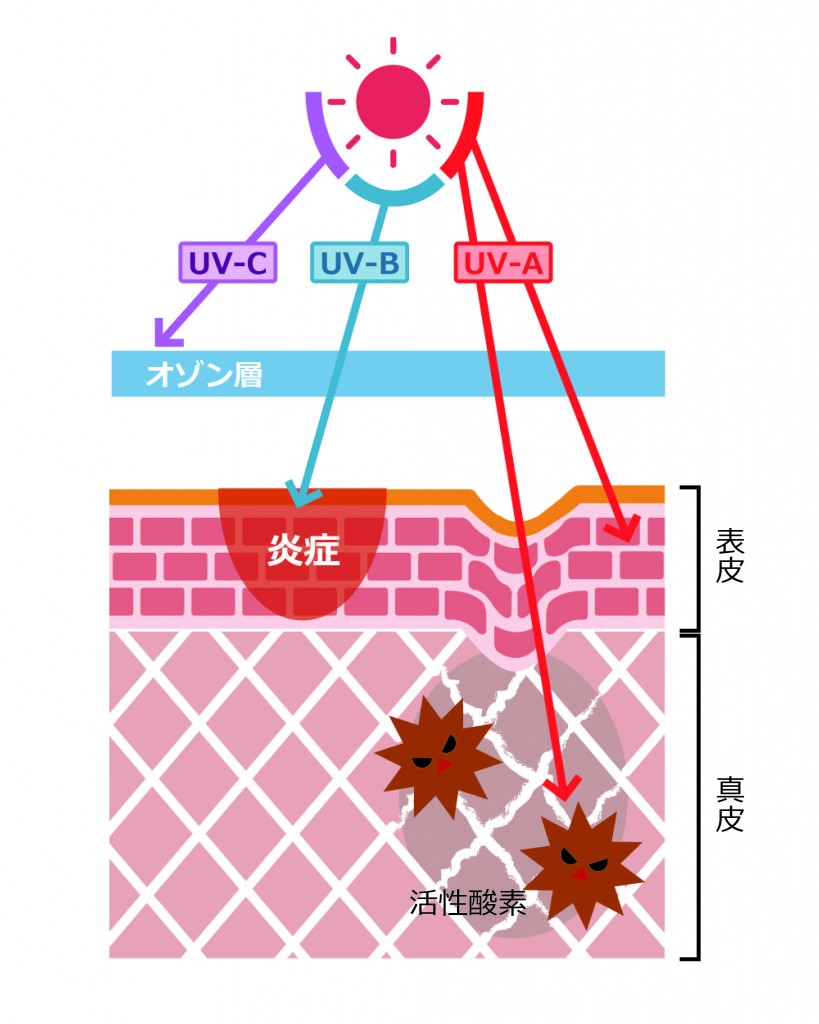 太陽光には、A波（UVA）、B波（UVB）、C波（UVC）の3種類の紫外線が存在します。