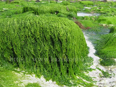 「藻活」で美肌に！「ブルーグリーンアルジー」はスキンケアにも効果絶大！藻が美容にも良い理由について。