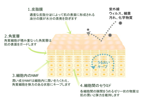 肌のバリア機能