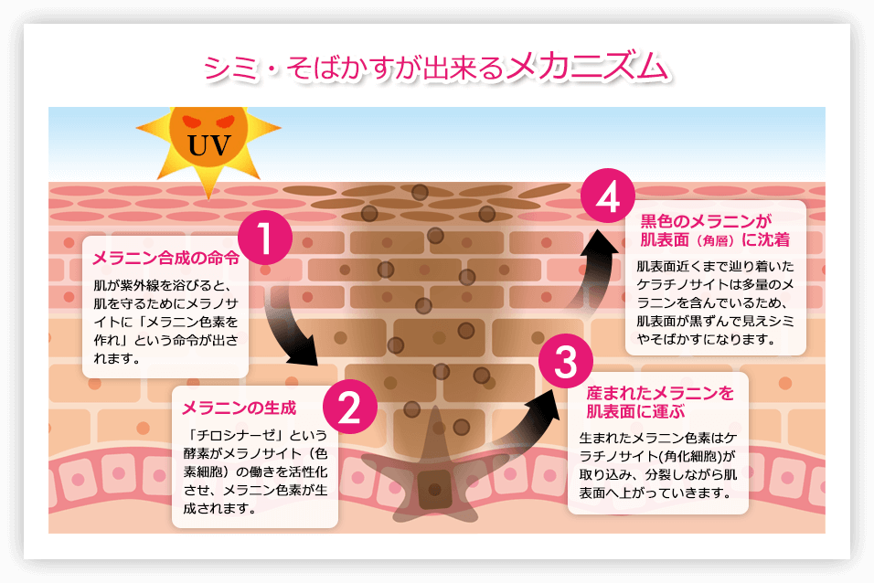 メラニンの発生は、紫外線を感知した表皮がメラノサイトに「メラニンを作れ」と司令を送ることから始まります。