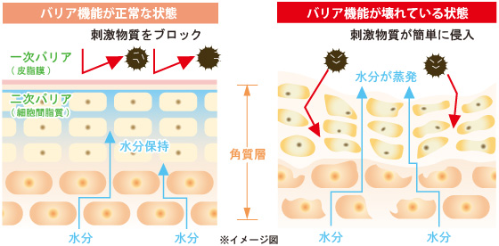 バリア機能が正常に働かないと皮脂の過剰分泌が起こる