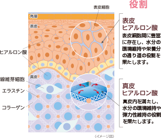 角質層には、3大保湿成分のセラミドだけでなく、ヒアルロン酸も存在していることが最近になって証明されました。