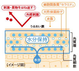 肌の潤いは「角質層」で保たれています。