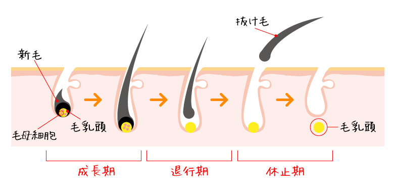 毛周期