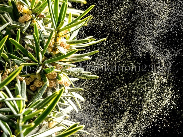 花粉症などのアレルギーが起きる原因とは?画像は花粉の飛散状況。
