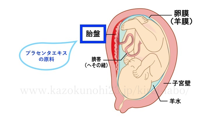 胎盤の構造