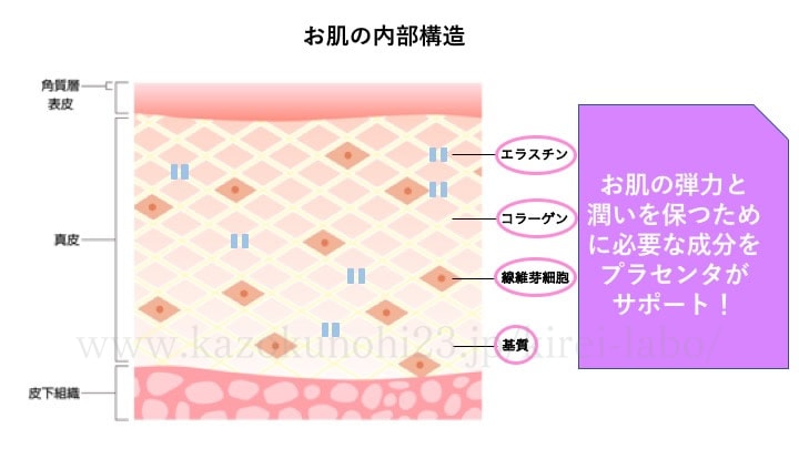 お肌の内部構造