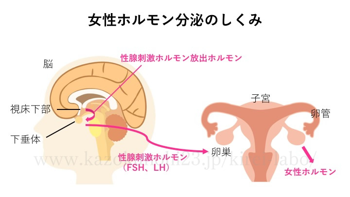 女性ホルモン分泌のしくみ