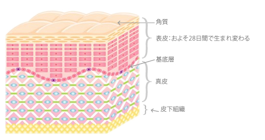 角層断面図