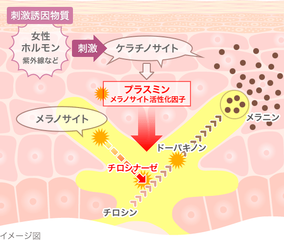 メラニンの生成を抑えてシミやくすみを予防