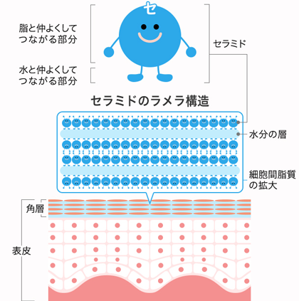 おすすめの高保湿セラミド化粧水ランキング