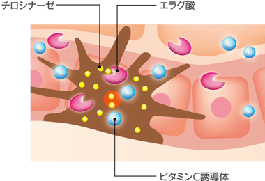 エラグ酸