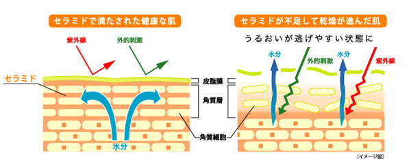 セラミドの効果とは？