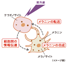 紫外線の刺激によるメラニン合成