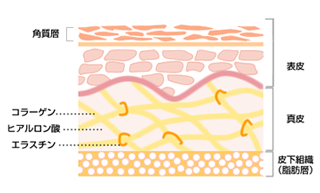 コラーゲンとはそもそもどんな成分？