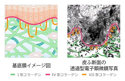 美しい肌のカギは「コラーゲン」