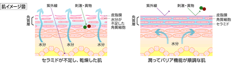 肌の乾燥によるバリア機能の低下