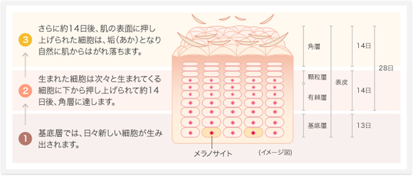 優れた保湿力でターンオーバーの正常化を助ける