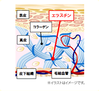 エラスチン