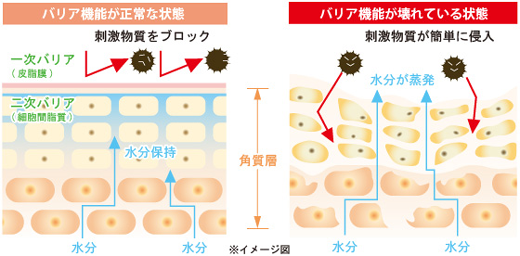 ストレスのない環境で肌のバリア機能を整える