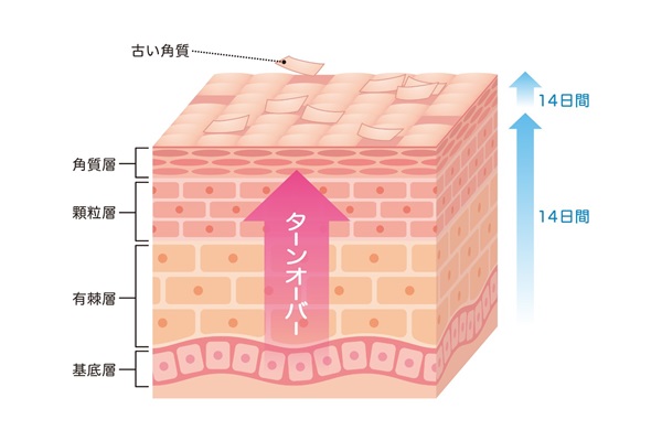 ターンオーバーを正常にする働きがある成長ホルモンのおかげで、美肌効果もあります。