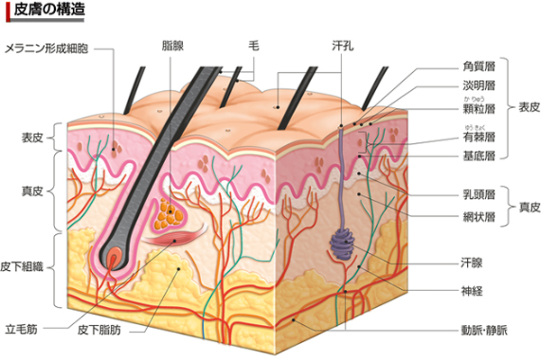 皮膚の構造