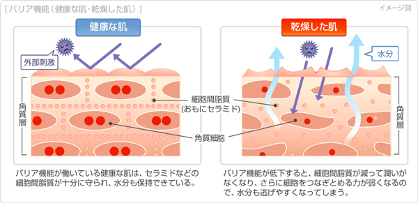 乾燥肌の開き毛穴の特徴